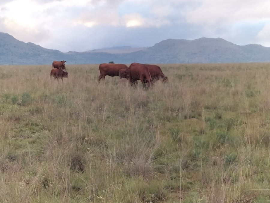 5 Bedroom Property for Sale in Queenstown Rural Eastern Cape